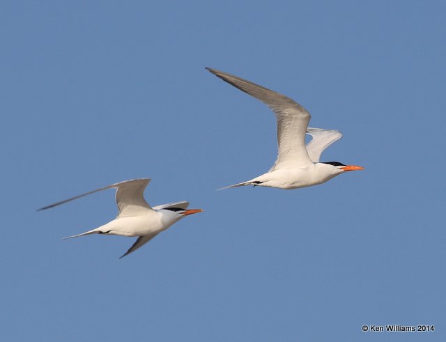Royal Tern breeding adults, Port Aransas, TX, 4-21-14, Jpa_011028.jpg
