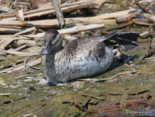Ruddy Duck female, Port Aransas, TX, 4-21-14, Jpa_010446.jpg