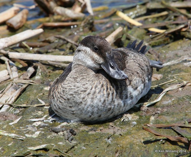 Ruddy Duck female, Port Aransas, TX, 4-21-14, Jpa_010465.jpg