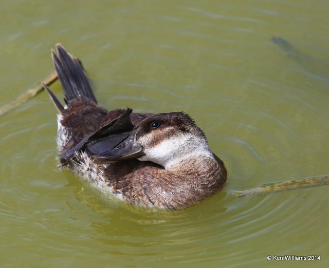 Ruddy Duck immature male, Port Aransas, TX, 4-20-14, Jpa_009245.jpg
