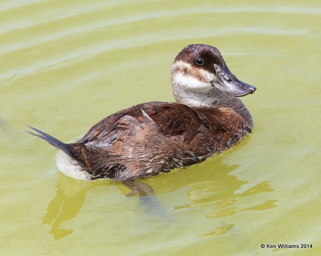 Ruddy Duck immature male, Port Aransas, TX, 4-20-14, Jpa_009246.jpg