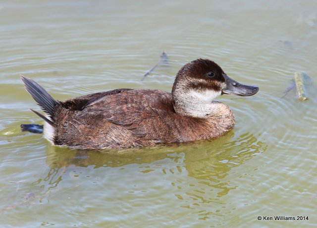 Ruddy Duck immature male, Port Aransas, TX, 4-20-14, Jpa_009262.jpg