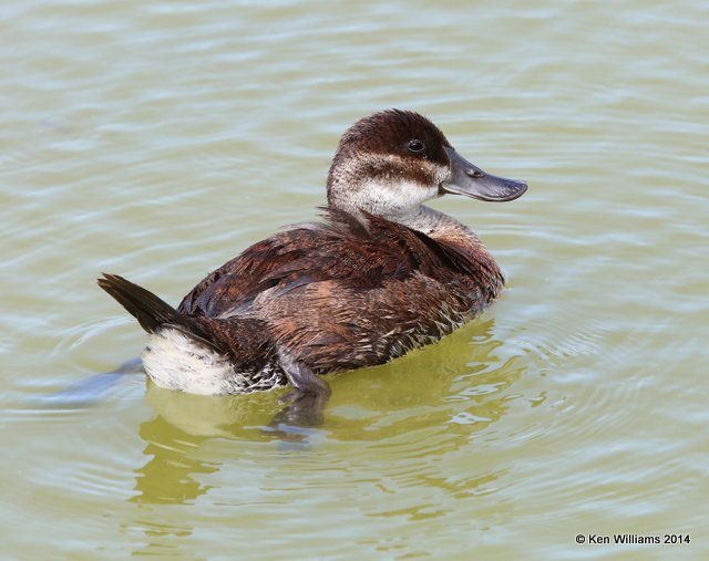 Ruddy Duck immature male, Port Aransas, TX, 4-20-14, Jpa_009272.jpg