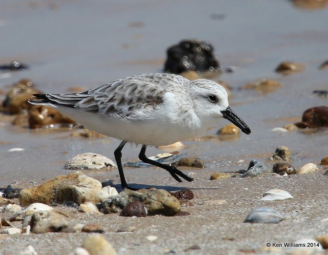 Sanderling juvenile, High Island beach, TX, 4-18-14, Jpa_007579.jpg