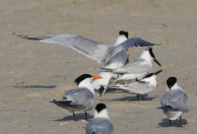 Sandwich & Royal Terns mating pairs, Port Aransas, TX, 4-21-14, Jpa_010963.jpg