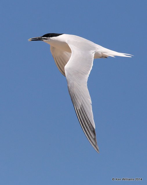 Sandwich Tern breeding adult, High Island beach, TX, 4-18-14, Jpa_007356.jpg