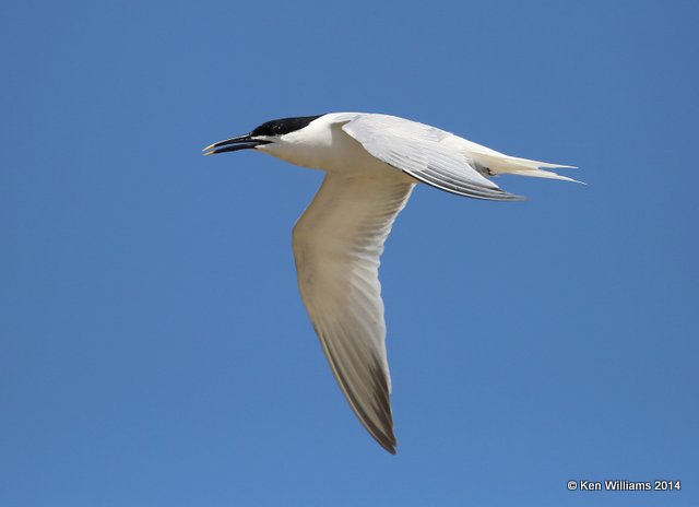Sandwich Tern breeding adult, High Island beach, TX, 4-18-14, Jpa_007358.jpg