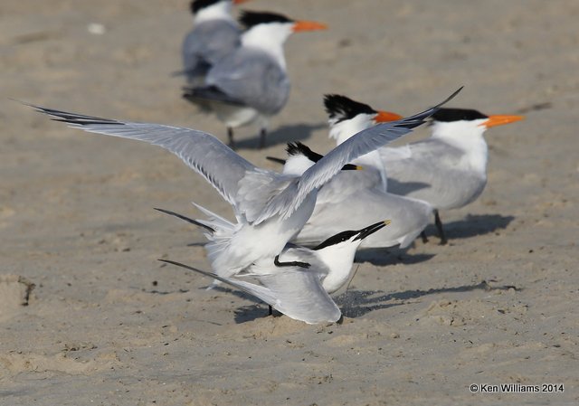 Sandwich Terns mating adults, Port Aransas, TX, 4-21-14, Jpa_010972.jpg