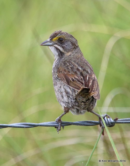 Seaside Sparrow, Anahuac NWR, TX, 4-17-14, Jp_006963.jpg