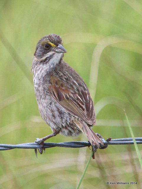 Seaside Sparrow, Anahuac NWR, TX, 4-17-14, Jp_006974.jpg