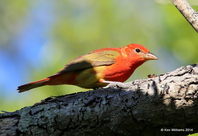 Summer Tanager male molting into breeding colors, Sabine Woods, TX, 4-15-14, Jpa_5811.jpg