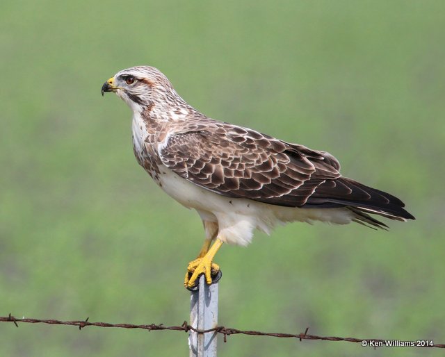Swainson's Hawk, Port Lavaca, TX, 6-20-14, Jpa_008864.jpg