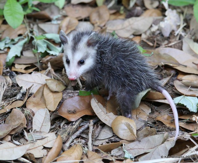 Virginia Opossum immature, Smith Oaks,  High Island, TX 4-16-14, Jpa_6728.jpg