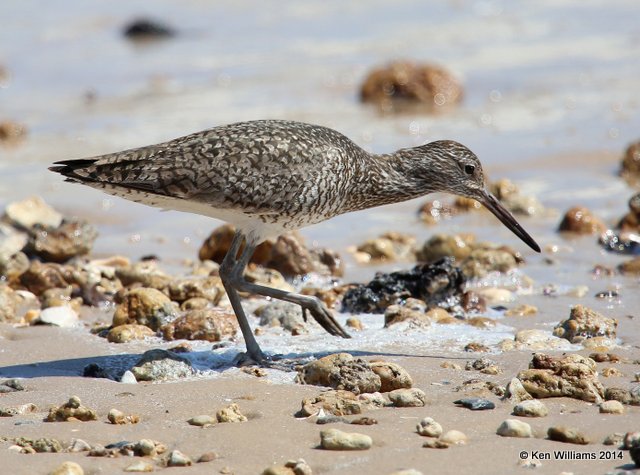 Willet, Eastern supspecies breeding plumage, High Island beach, TX, 4-18-14, Jpa_007555.jpg