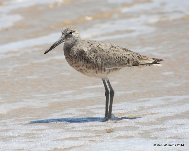 Willet, western subspecies molting into breeding plumage, High Island beach, TX, 4-18-14, Jpa_007263.jpg