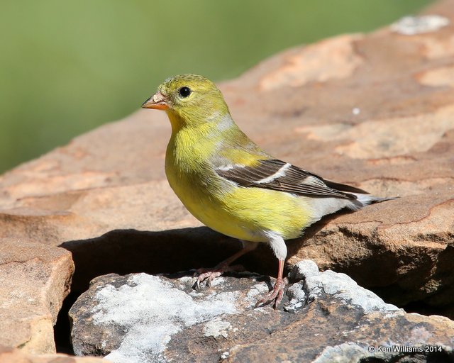 American Goldfinch female, Rogers Co. yard, OK, 5-9-14, Jp_12381.JPG