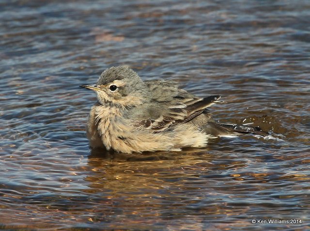American Pipit - breeding plumage, Sequoyah State Park, Ft Gibson Lake, OK, 5-2-14, Jp_11804.JPG