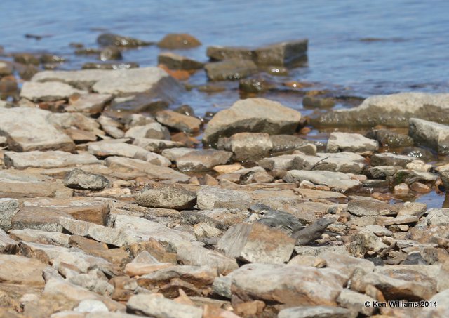 American Pipit - breeding plumage, Sequoyah State Park, Ft Gibson Lake, OK, 5-2-14, Jp_11830.JPG