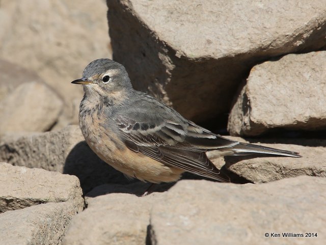 American Pipit - breeding plumage, Sequoyah State Park, Ft Gibson Lake, OK, 5-2-14, Jp_11853.JPG