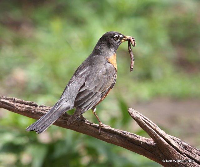 American Robin