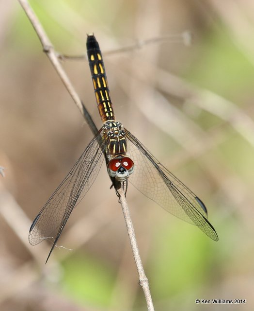 Blue Dasher immature male, Sequoyah NWR, OK, 5-10-14, Jp_12454.JPG