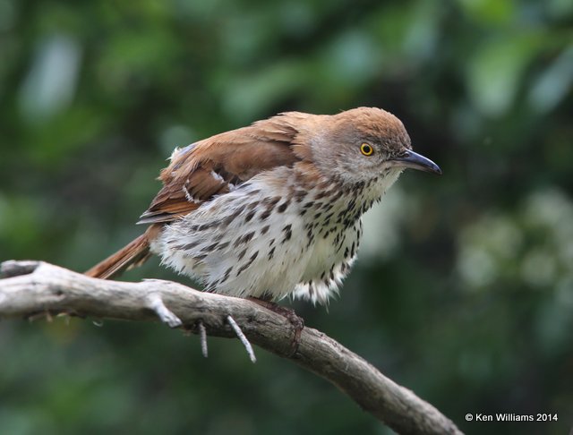 Brown Thrasher, Rogers Co yard, OK, 4-30-14, Jp_10870.JPG