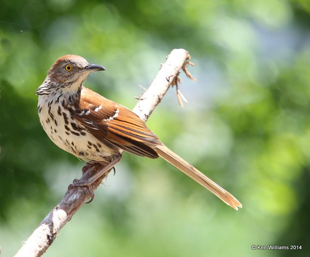 Brown Thrasher, Rogers Co. yard, OK, 5-9-14, Jp_12372.JPG