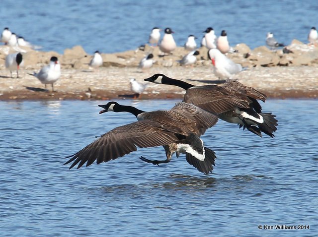 Canada Geese - Common, Wagoner Co, OK, 5-2-14, Jp_11930.JPG