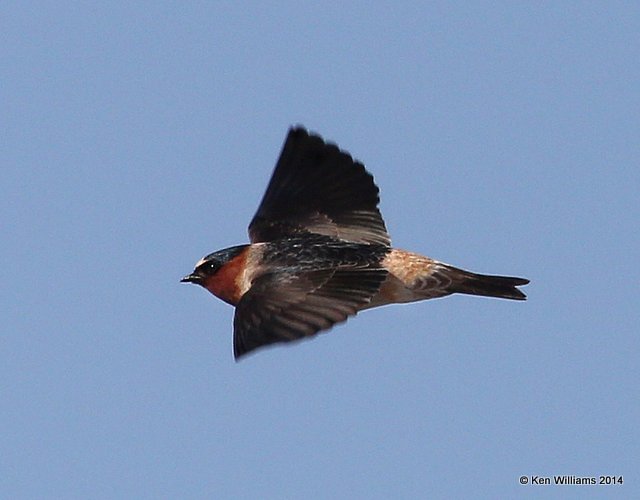 Cliff Swallow - adult Northern, Lake Yahola, Tulsa Co, OK, 5-16-14, Jp_13019.JPG