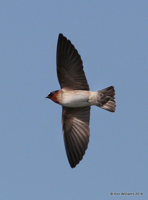 Cliff Swallow - adult Northern, Lake Yahola, Tulsa Co, OK, 5-16-14, Jp_13021.JPG