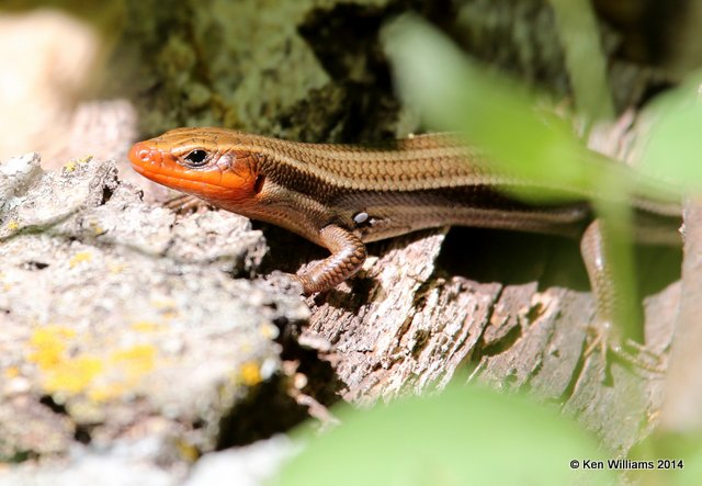Common Five-lined Skink breeding male, Oxley Nature Center, Tulsa Co, OK, 5-9-14, Jp_12336.JPG