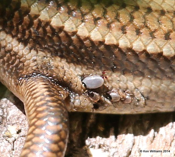 Common Five-lined Skink breeding male, Oxley Nature Center, Tulsa Co, OK, 5-9-14, Jp_12343.JPG