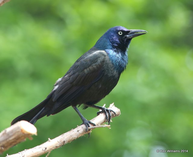 Common Grackle male, Rogers Co. yard, OK, 5-18-14, Jp_13591.JPG