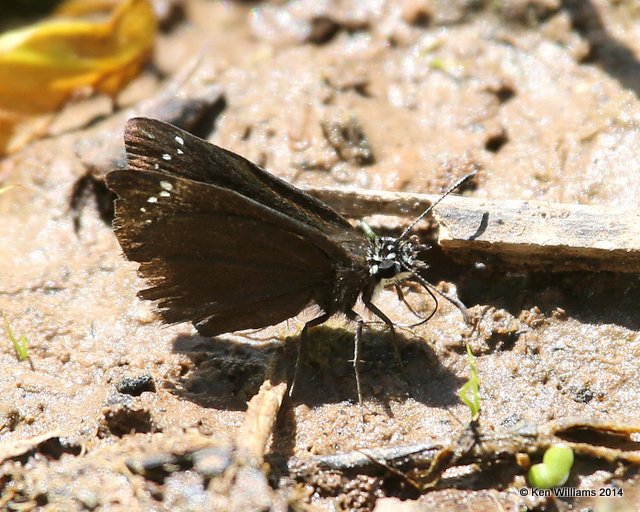 Common Sootywing, Muskogee Co, OK, 5-2-14, Jp_11259.JPG