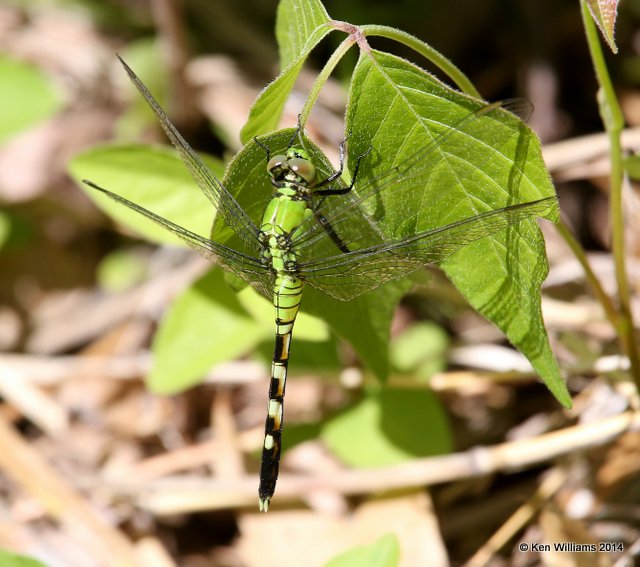Eastern Pondhawk female, Muskogee Co, OK, 5-2-14, Jp_11237.JPG