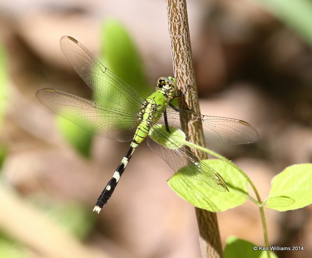 Eastern Pondhawk female, Muskogee Co, OK, 5-2-14, Jp_11268.JPG