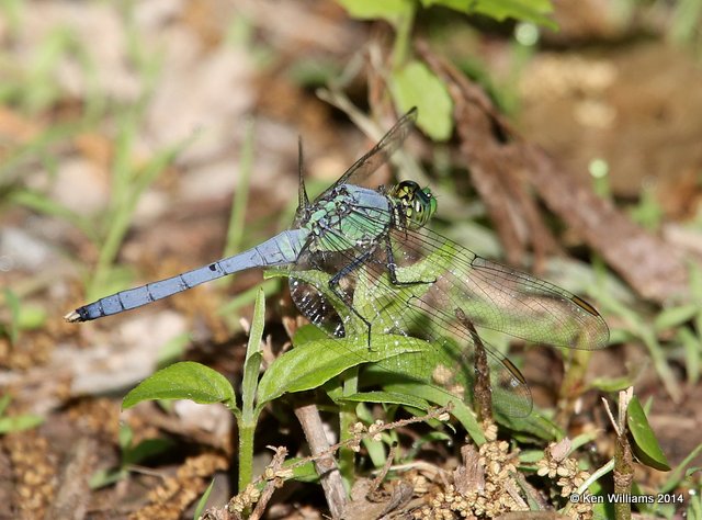 Eastern Pondhawk, immature male, Sequoyah NWR, OK, 5-10-14, Jp_12426.JPG