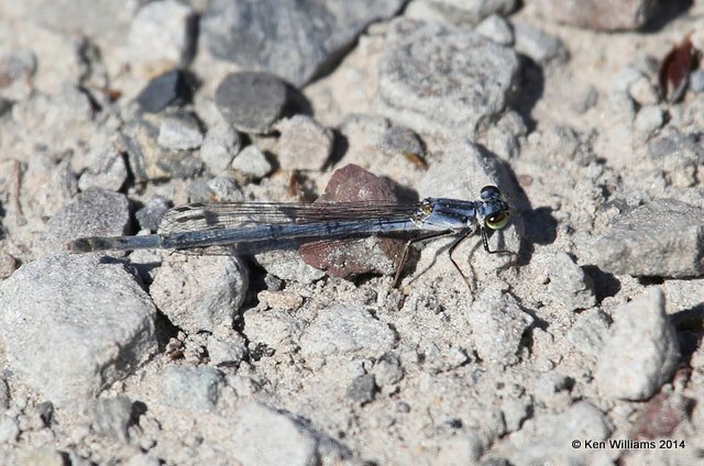 Fragile Forktail female, Muskogee Co, OK, 5-2-14, Jp_11162.JPG