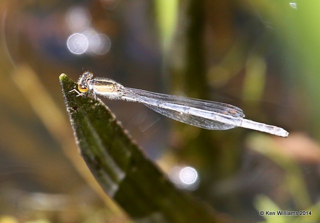 Fragile Forktail female, Muskogee Co, OK, 5-2-14, Jp_11505.JPG