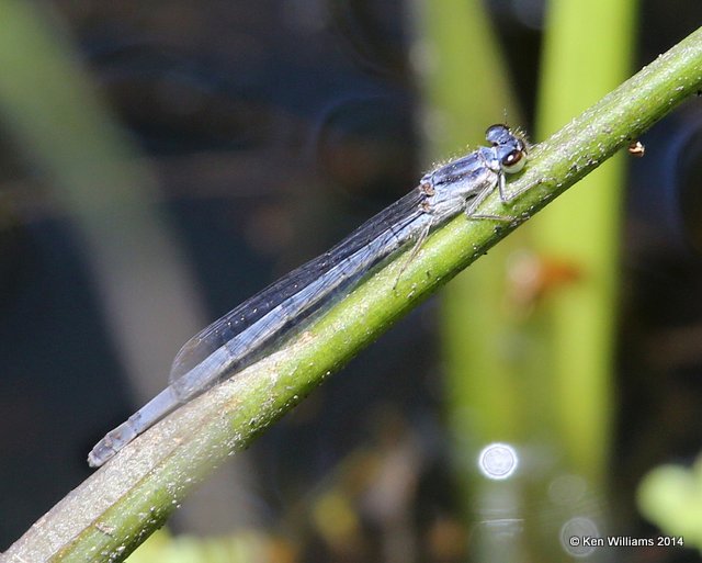 Fragile Forktail female, Muskogee Co, OK, 5-2-14, Jp_11510.JPG