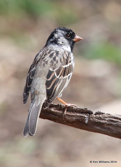 Harris's Sparrow molting into breeding plumage, Rogers Co. yard, OK, 4-14-14, Jp_10244.JPG