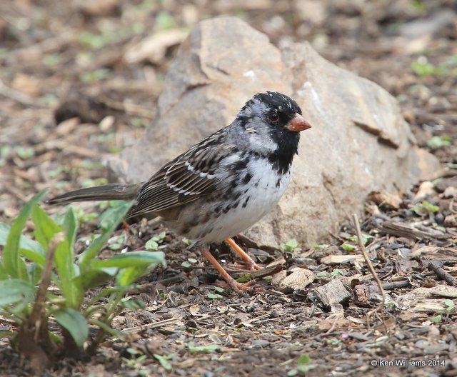 Harris's Sparrow molting into breeding plumage, Rogers Co. yard, OK, 4-14-14, Jp_10279.JPG