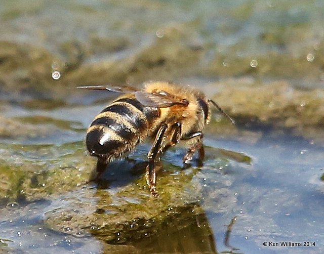 Honey Bee, Wagoner Co, OK, 5-2-14, Jp_11611.JPG