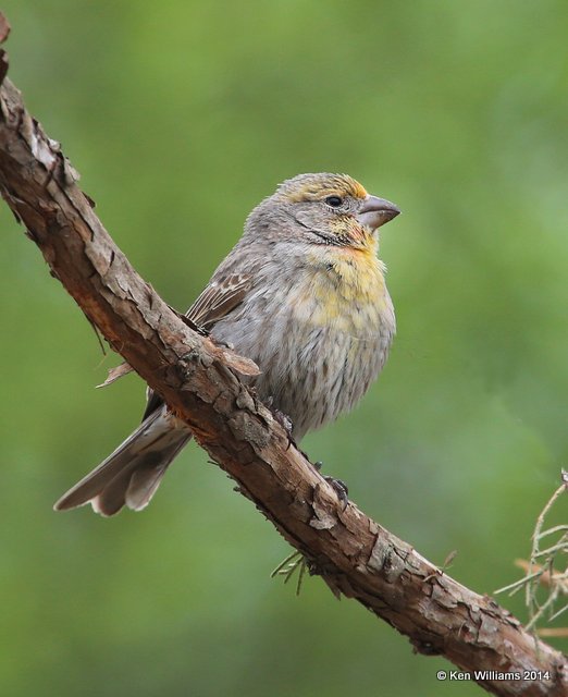 House Finch - yellow variant, Rogers Co. yard, OK, 4-14-14, Jp_10303.JPG
