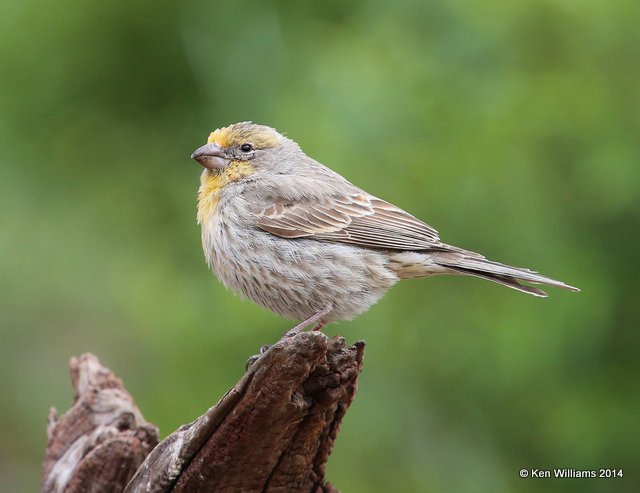 House Finch - yellow variant, Rogers Co. yard, OK, 4-14-14, Jp_10330.JPG