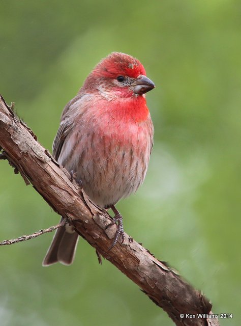 House Finch male, Rogers Co. yard, OK, 4-14-14, Jp_10339.JPG
