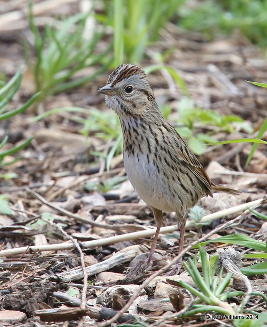 Lincoln's Sparrow, Rogers Co. yard, OK, 4-30-14, Jp_10910.JPG