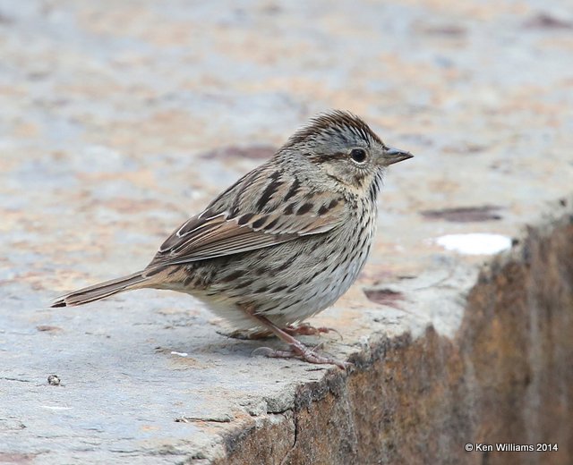 Lincoln's Sparrow, Rogers Co. yard, OK, 4-30-14, Jp_10916.JPG
