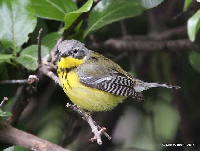 Magnolia Warbler female, Rogers Co yard, OK, 5-15-14, Jp_12791.JPG