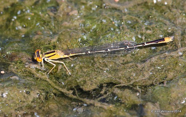 Orange Bluet, Wagoner Co, OK, 5-2-14, Jp_11623.JPG